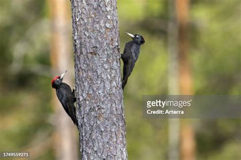 7,764 Couples Copulating Stock Photos & High